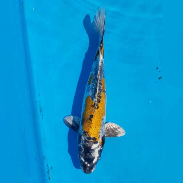Antik kin kikokuryu 31cm