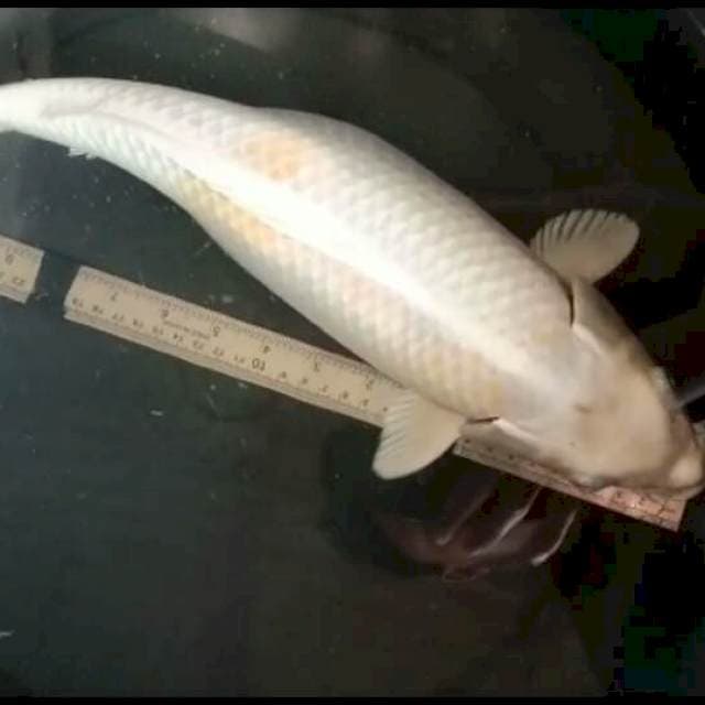 Hariwake jumbo 42cm