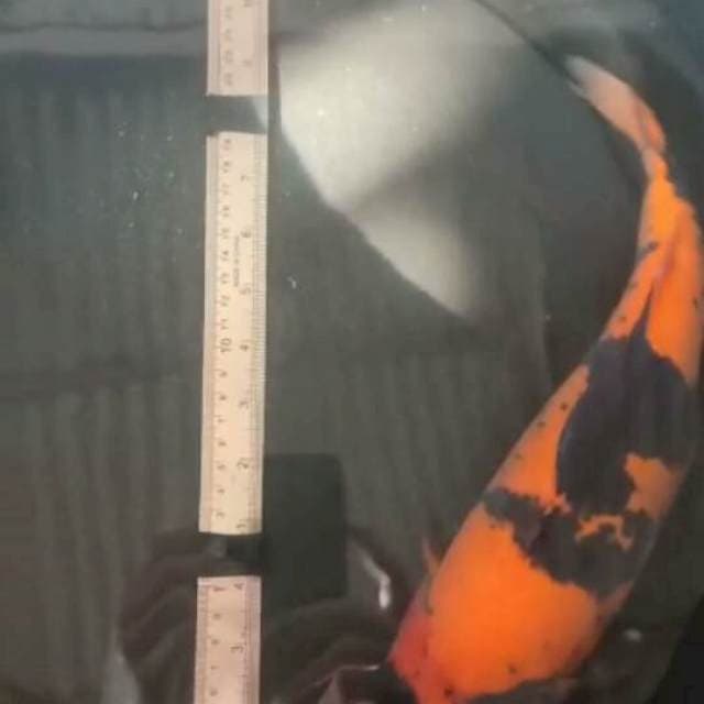 Utsuri body jos 36cm