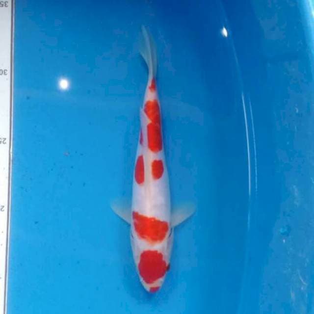 Kohaku doit calon