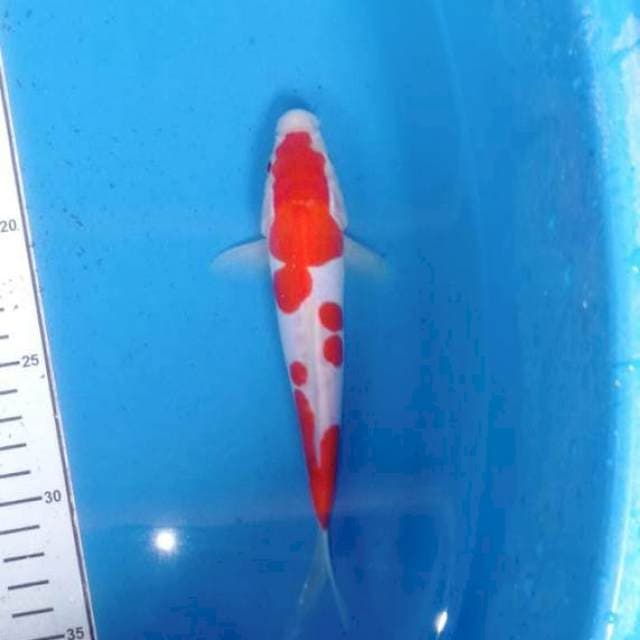Kohaku doit joss