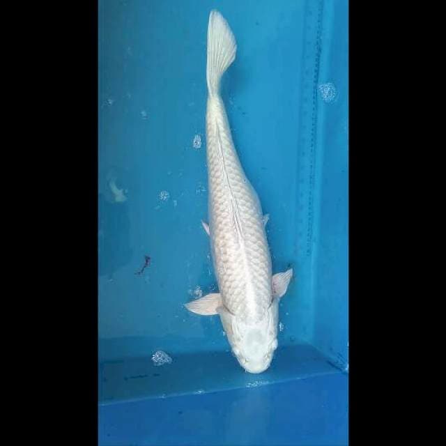Platinum Jumbo 53