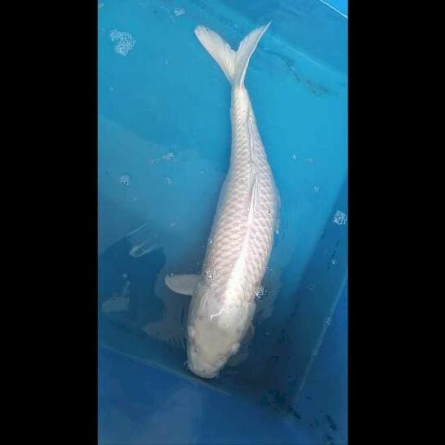 Platinum Jumbo 53