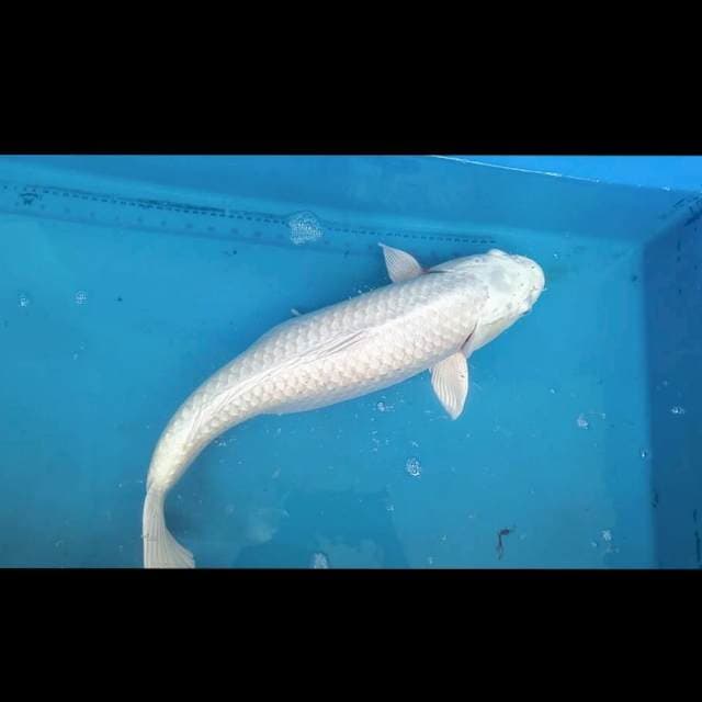 Platinum Jumbo 53