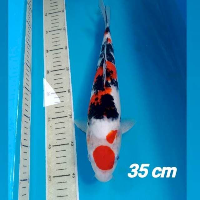 Sanke 35 cm