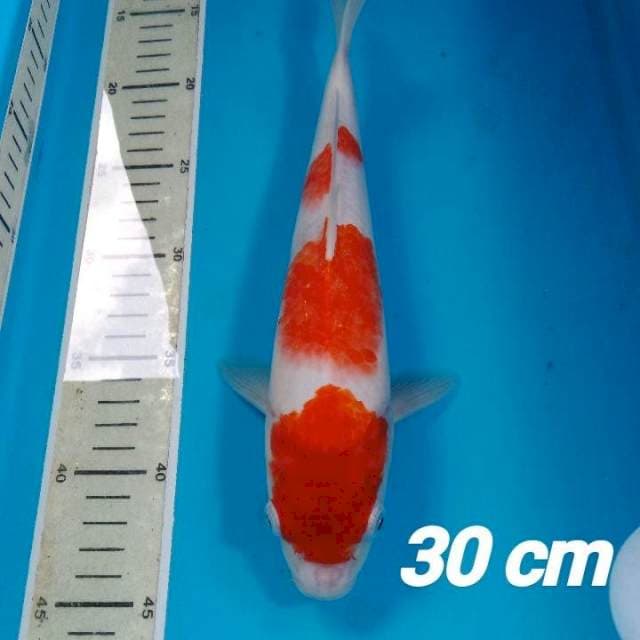 Kohaku 30 cm