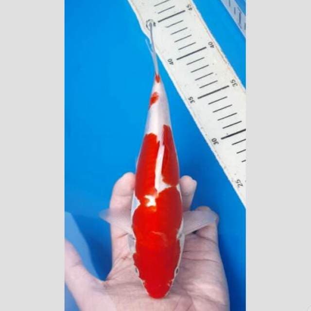 si jago merah doit kohaku 30cm