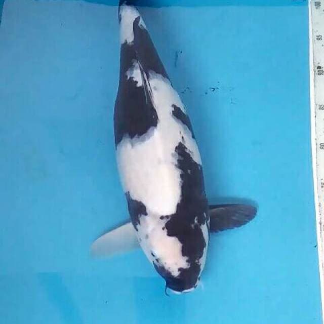 Berprestasi