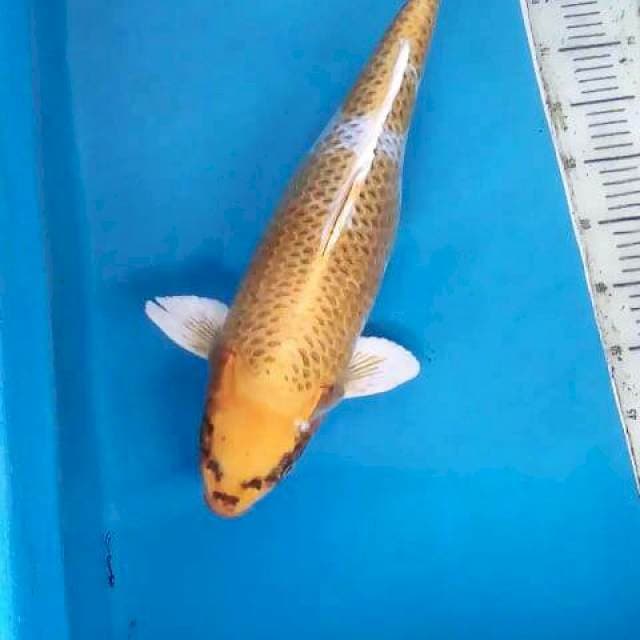 Jumbo