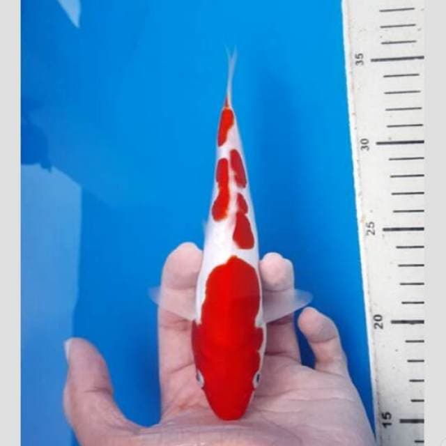 kohaku doit 20cm+ top merahnya