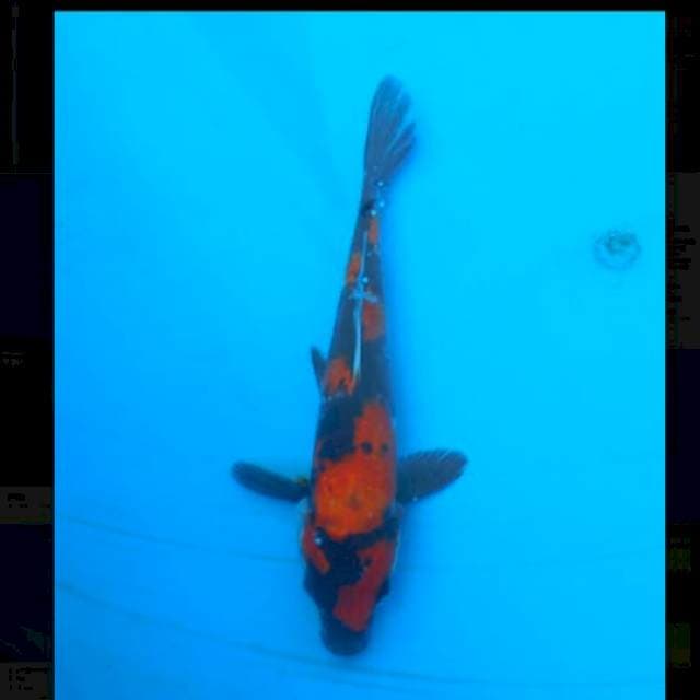 showa bloodline isa japan 20bu