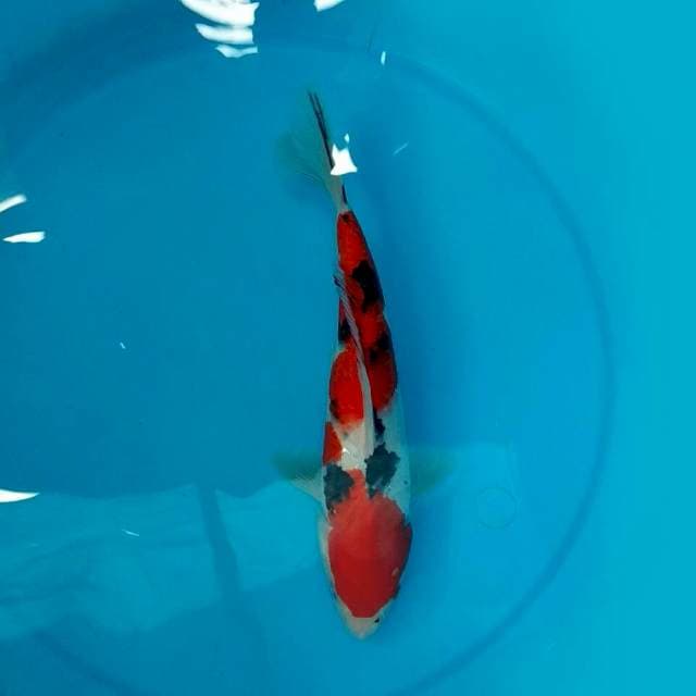Sanke 28cm