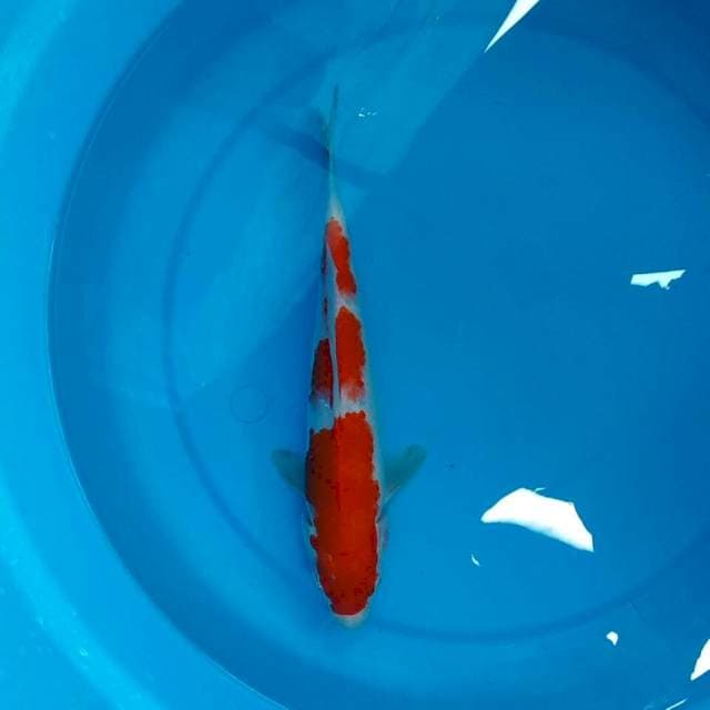 Kohaku 30cm
