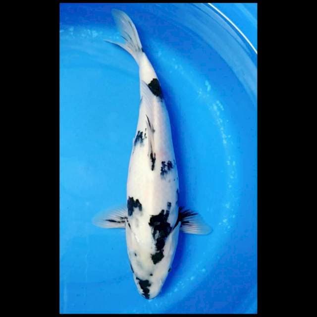 Shiro Putih prospek