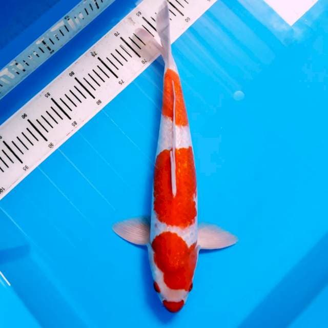 F1 Kohaku Sakai Super