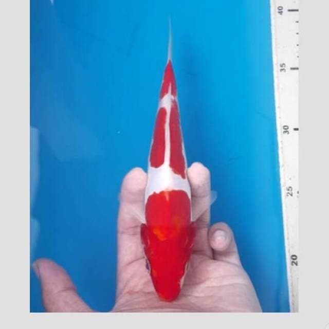 kohaku cabe merah darah 25bu