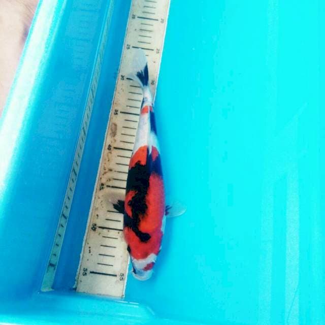 SHOWA BST 26CM FEMALE