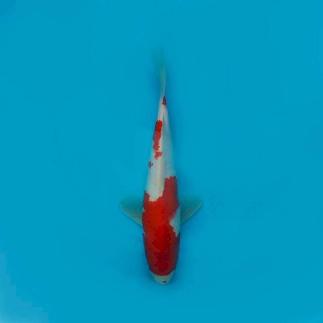 30CM - KOHAKU