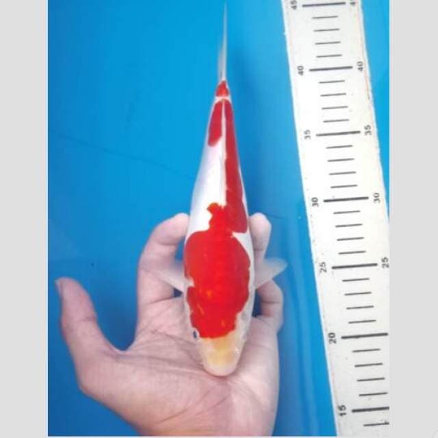 kohaku inazuma cabe merah darah 30bu