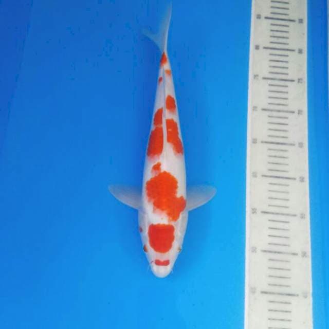 Kohaku male 36 cm