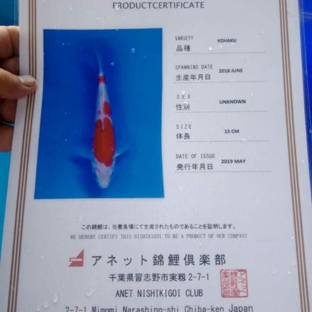 Kohaku import sert