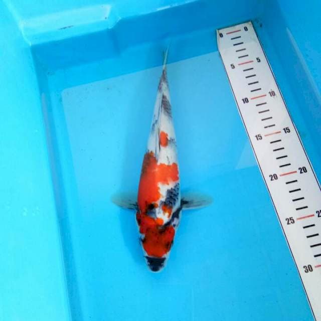 Showa 27cm