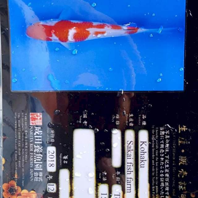 Kohaku serti import