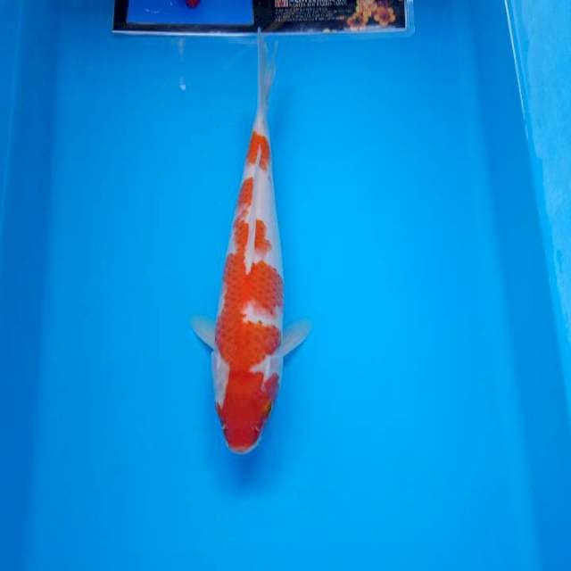 Kohaku serti import