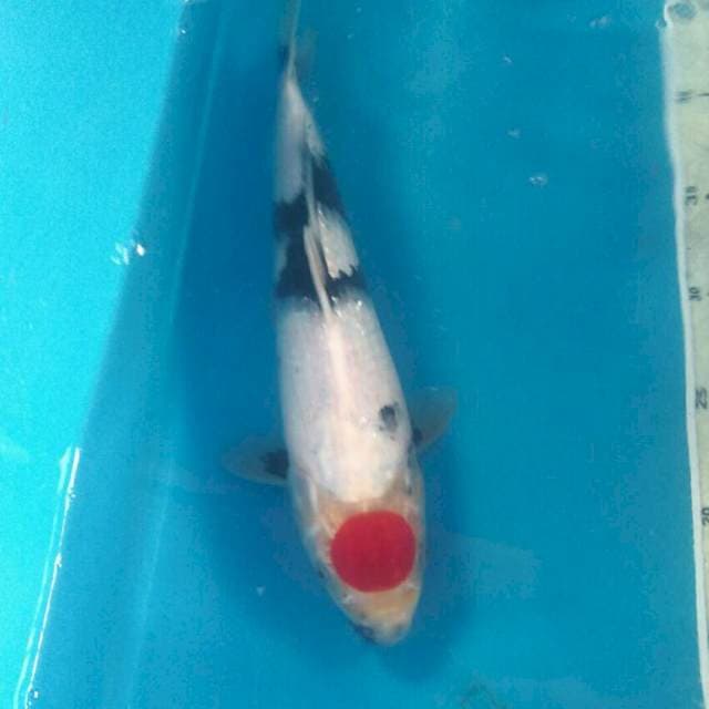 Tancho Showa, Male 31 cm