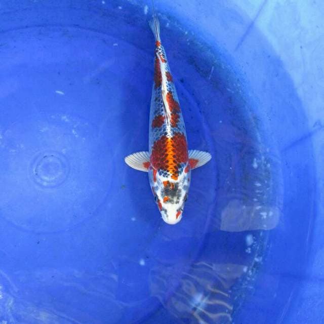 Kojaku gingga ±28cm
