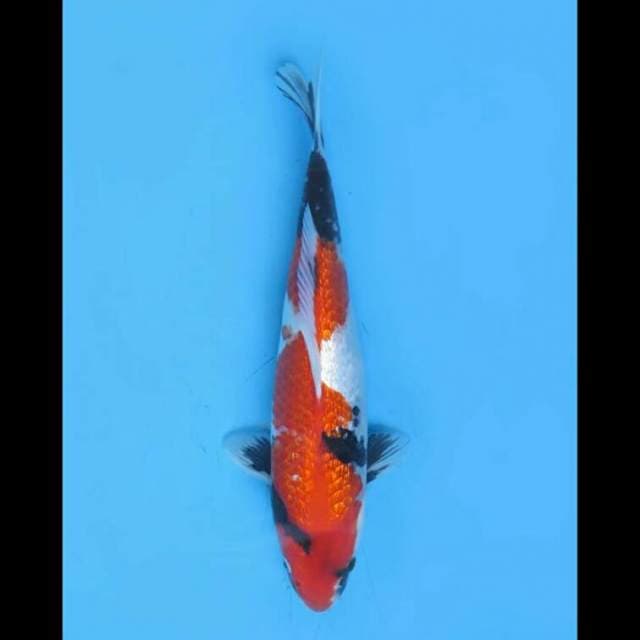 Showa Full Ginrin - 32cm