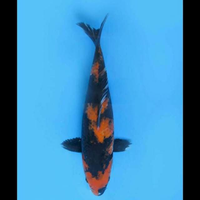 Hi Showa - 32cm