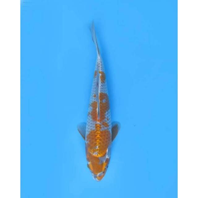 Ochiba Shigure , 34Cm