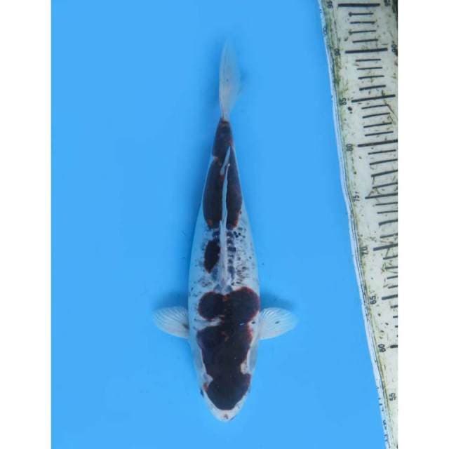 Koromo Doitsu Antik , 33Cm