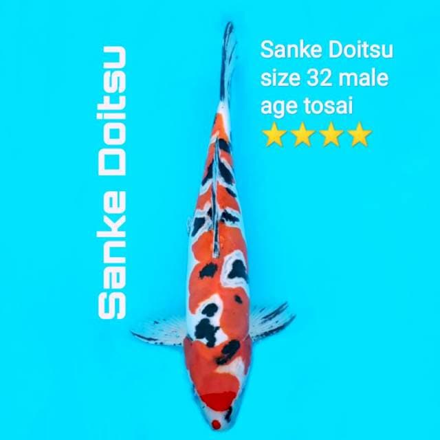 Doitsu cantik