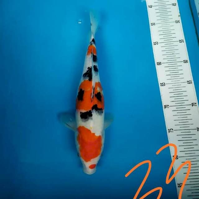 Sanke karunia 33cm