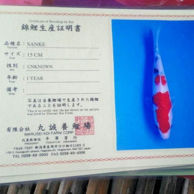 Sanke marusei koi farm