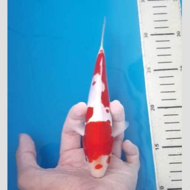 kohaku cuci gudang lagi