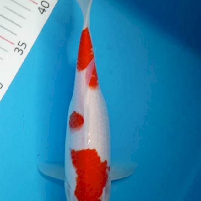 Kohaku