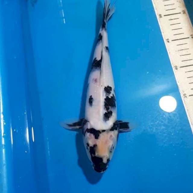 SHIRO 30 CM