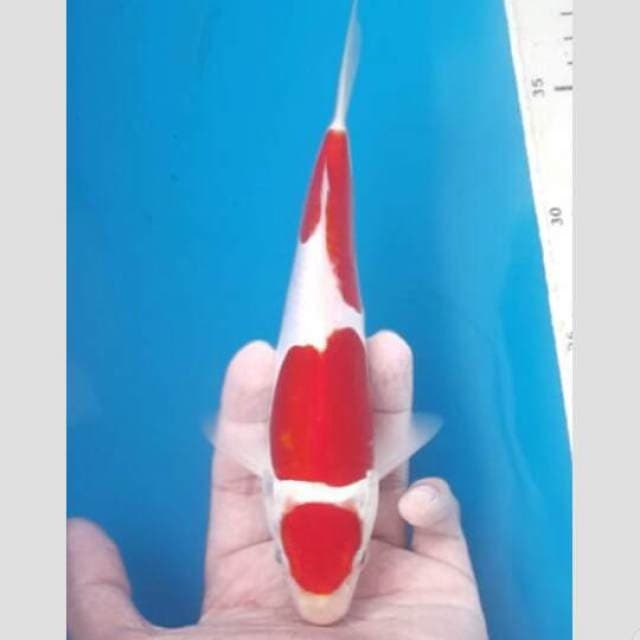 red hot 3 step maruten 25cm