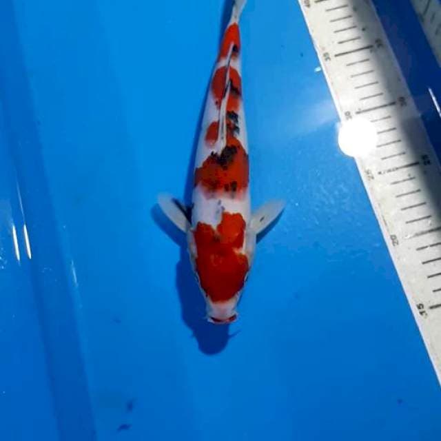SHOWA 27 CM