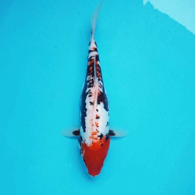 5. 32cm Benikumon