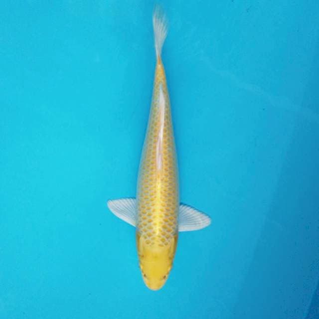 7. 29cm Ogon Plus Mulus