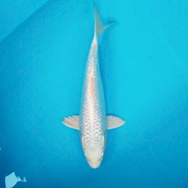 8. 30cm Platinum Full Ginrin