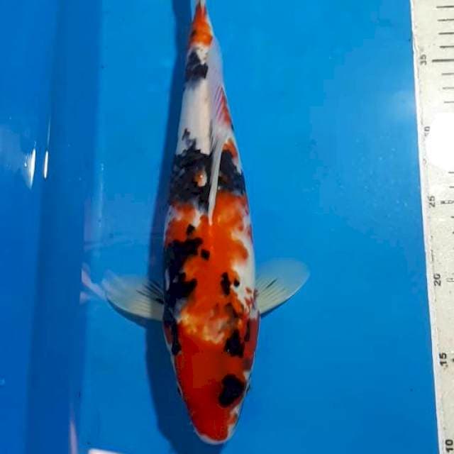 SHOWA 33 CM