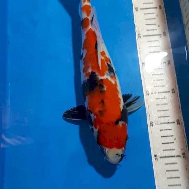 SHOWA 33 CM