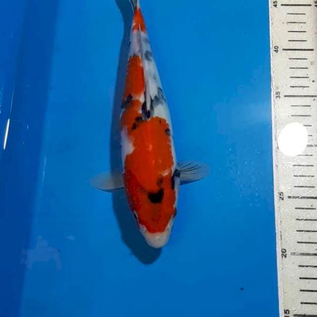 SHOWA 27 CM