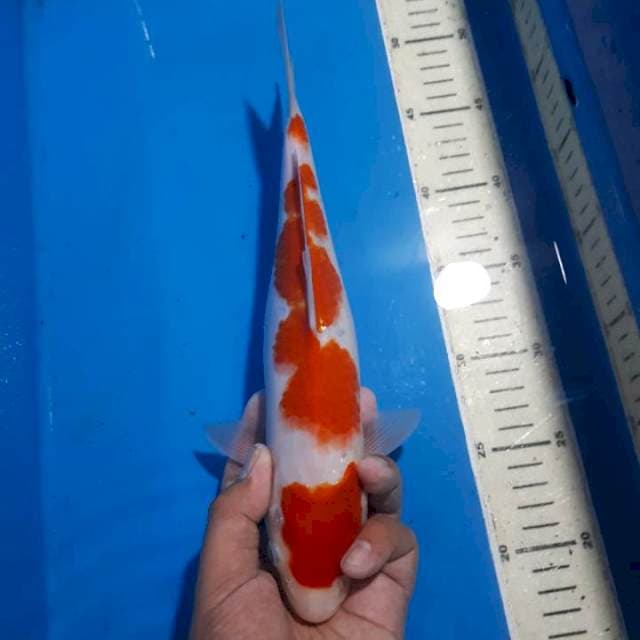 KOHAKU 30 CM