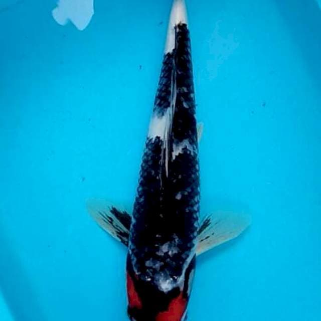 Tancho showa orisinil dark black 33cm